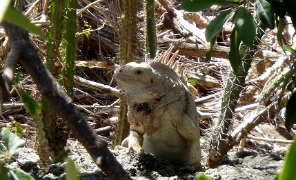 Leguán