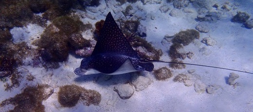 Šnorchlování na Tobago Cays