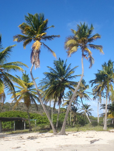 Palmy